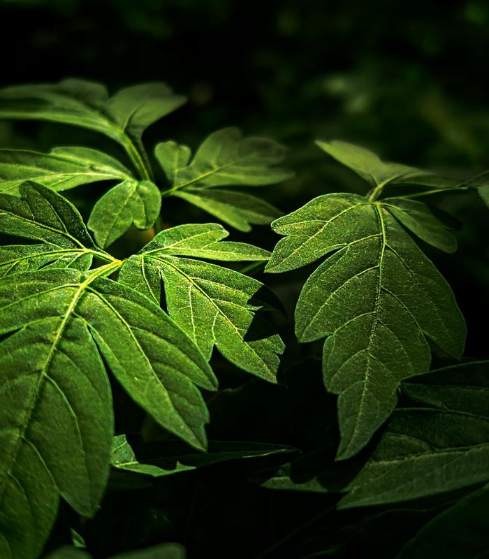 Abstract emerald glowing herbs representation